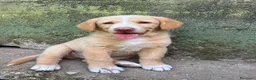 Meticcio cani in regalo: Milo cerca casa 🏡 - Annuncio 10