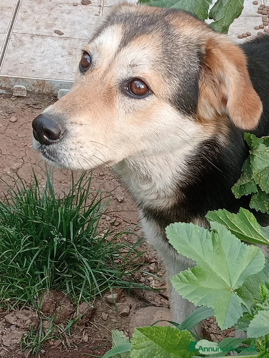 Meticcio cani in regalo: DOLCISSIMA LINA a Città metropolitana di Milano - Annuncio 1