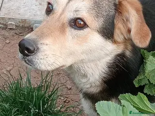 Meticcio cani DOLCISSIMA LINA - Annuncio 16