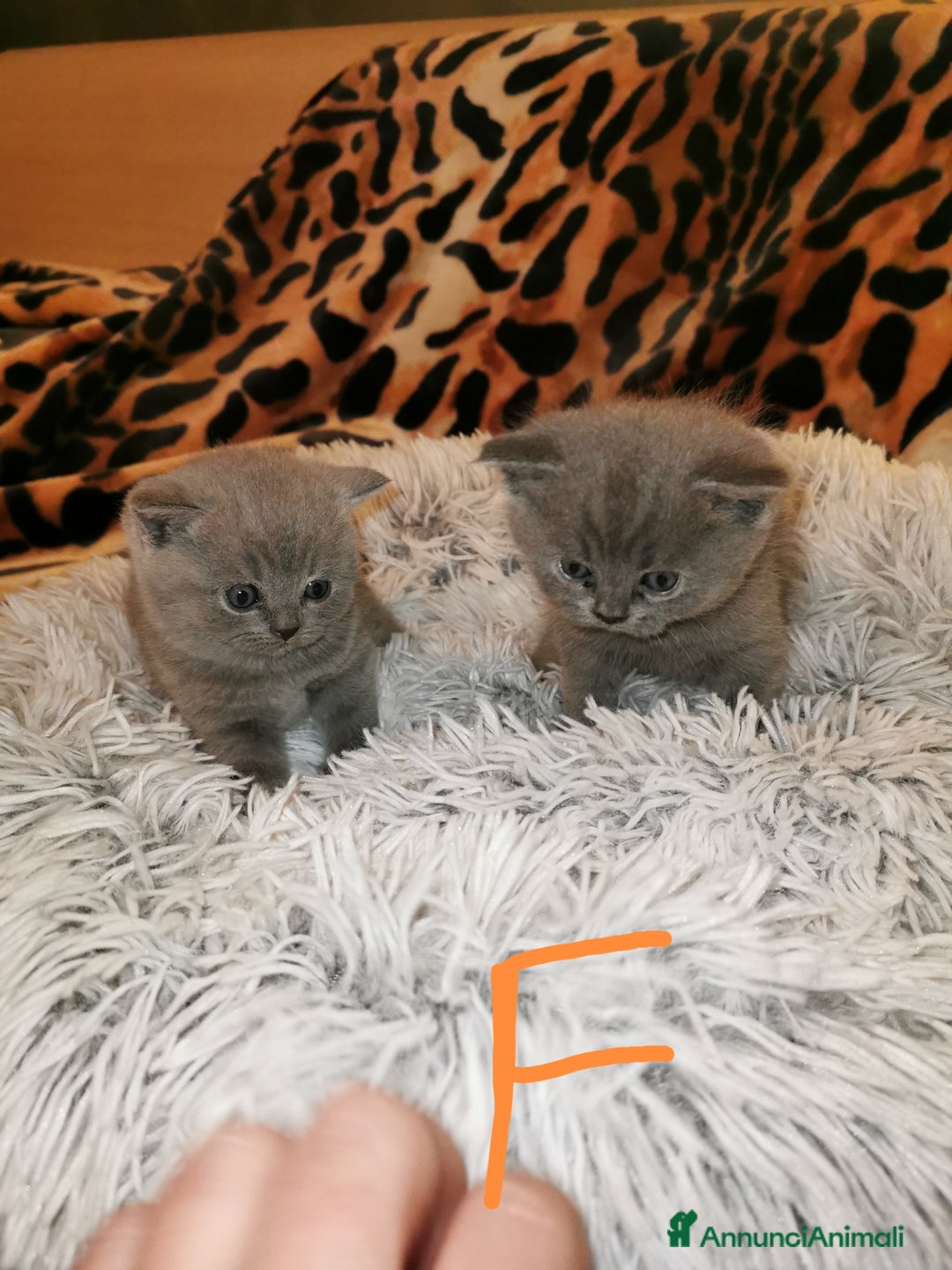 Scottish gatti in vendita: Gattini, cuccioli Scottish, British Straight  - Annuncio 7