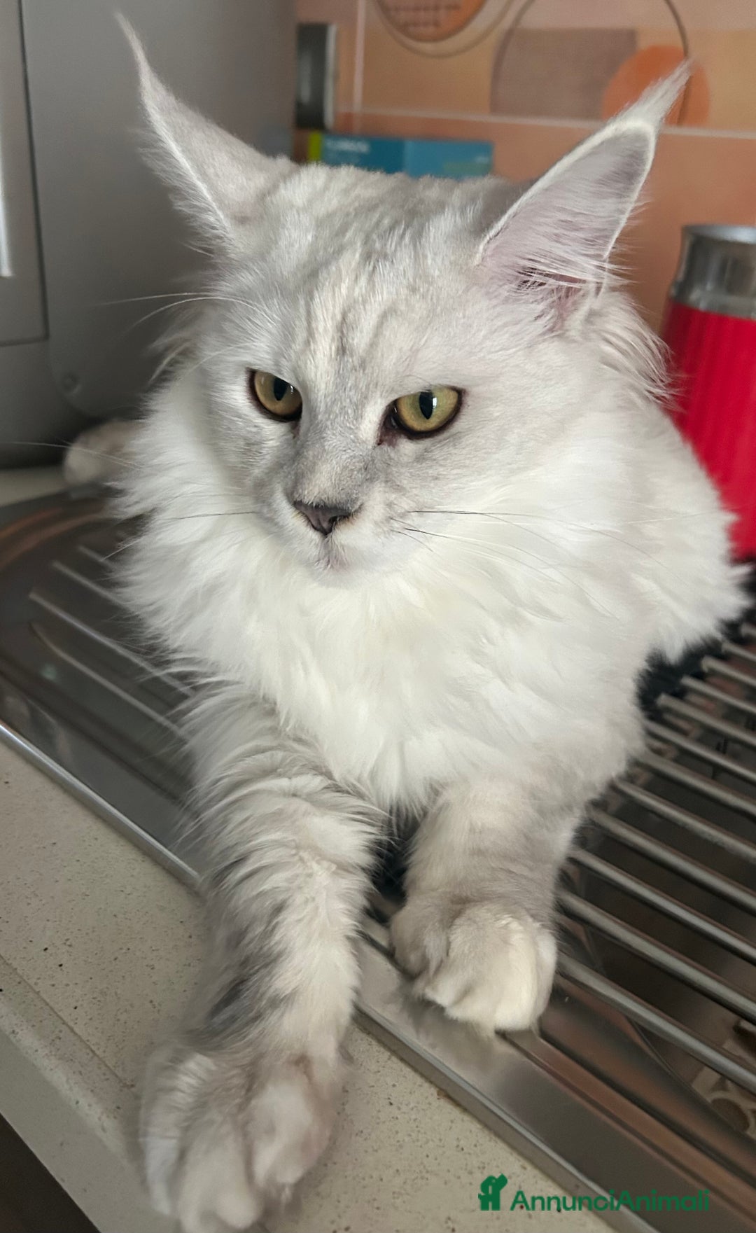 Maine Coon gatti in vendita: Maine Coon femmina 7 mesi con pedigree  - Annuncio 18