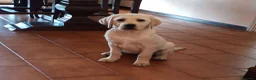 Labrador cani in vendita: Labrador  - Annuncio 1
