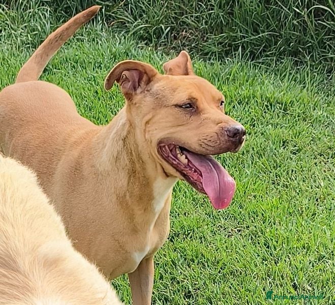 Pitbull cani AGATA, meravigliosa Pitt color fulvo - Annuncio 2