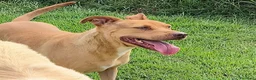 Pitbull cani in regalo: AGATA, meravigliosa Pitt color fulvo - Annuncio 1