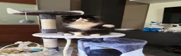 Persiano gatti in vendita: Gatti persiani  - Annuncio 3