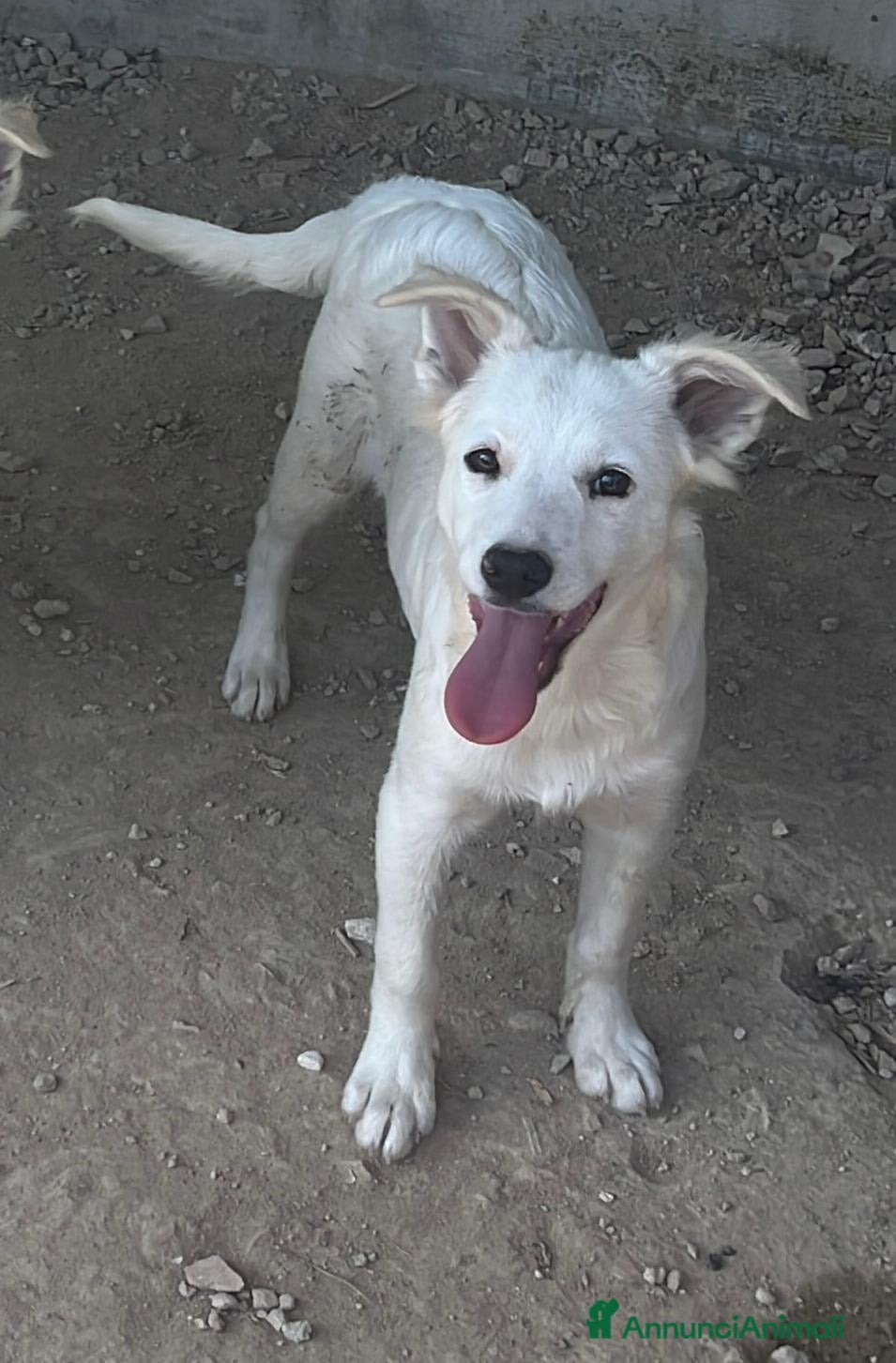 Meticcio cani Ice meraviglioso cucciolo bianco - Annuncio 11
