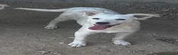 Meticcio cani in regalo: Ice meraviglioso cucciolo bianco a Città metropolitana di Milano - Annuncio 1