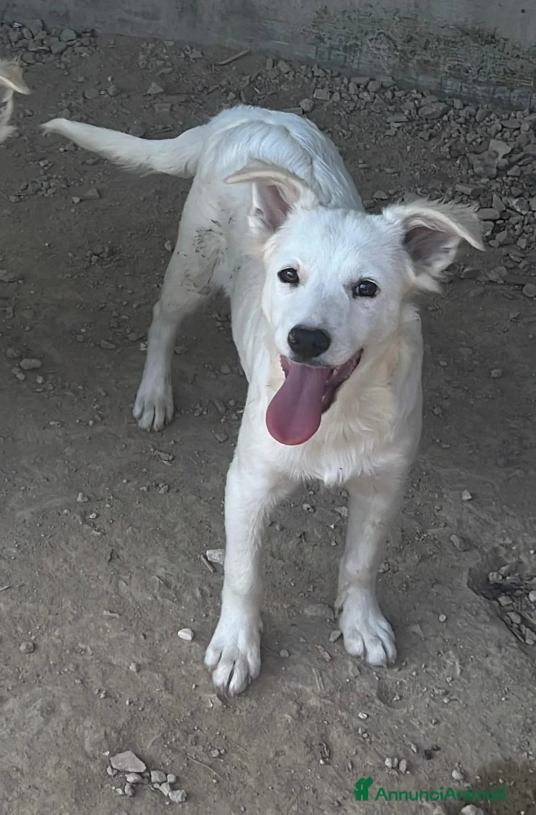Meticcio cani in regalo: Ice meraviglioso cucciolo bianco a Città metropolitana di Milano - Annuncio 1