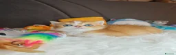 British gatti in vendita: Cuccioli British  - Annuncio 10