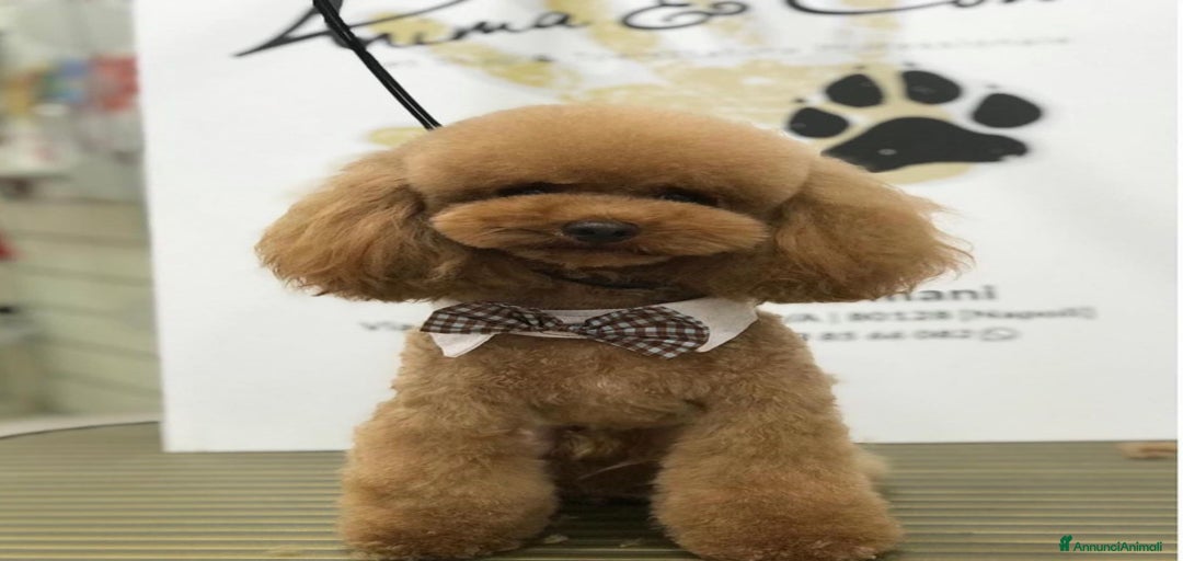 Immagine della galleria {{count}}