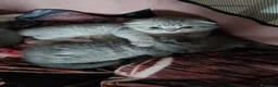 Scottish gatti in vendita: Gatti scottisch fold e straight  - Annuncio 3
