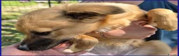 Meticcio cani in regalo: MIRA CUCCIOLA 6 MESI - Annuncio 12