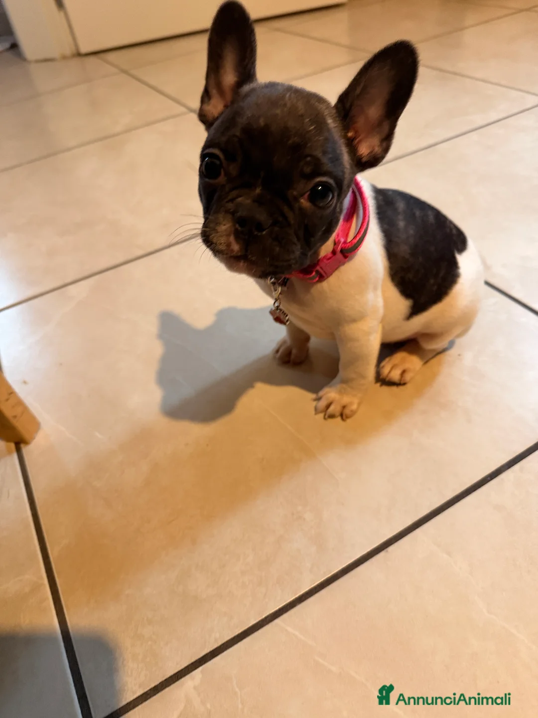 Bulldog Francese cani in vendita: Cucciola  - Annuncio 1