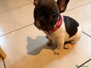 Bulldog Francese cani Cucciola - Annuncio 3