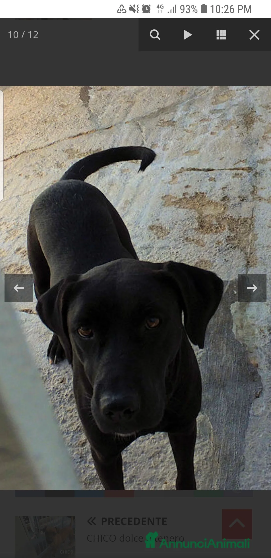Labrador cani in regalo: ADOZ.DEL CUORE:scaricata instrada da 2 anni in box - Annuncio 7