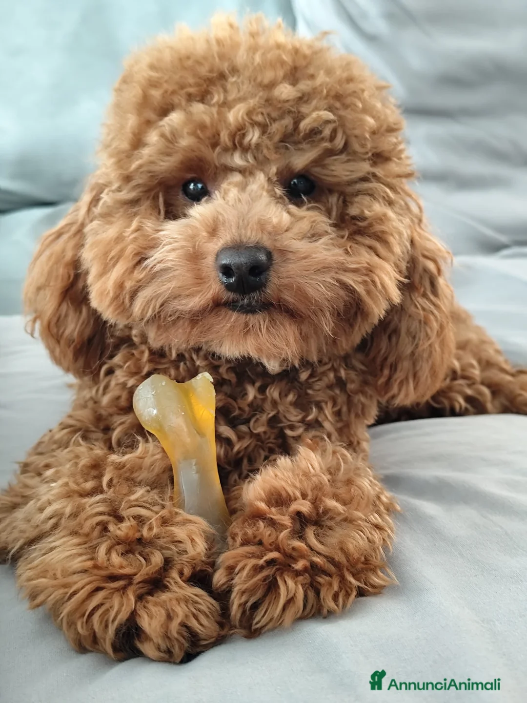 Barbone cani per accoppiamento: Barboncino Fulvo con Pedigree per accoppiamento a Città metropolitana di Milano - Annuncio 8