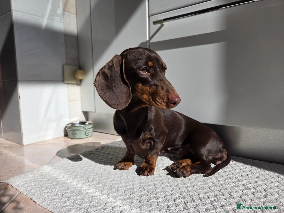 Bassotto cani in vendita: Bassotta chocolate - Annuncio 3