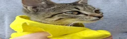 Europeo gatti in regalo: Gattina, aiuto con la sterilizzazione e cibo. a Città metropolitana di Roma Capitale - Annuncio 3