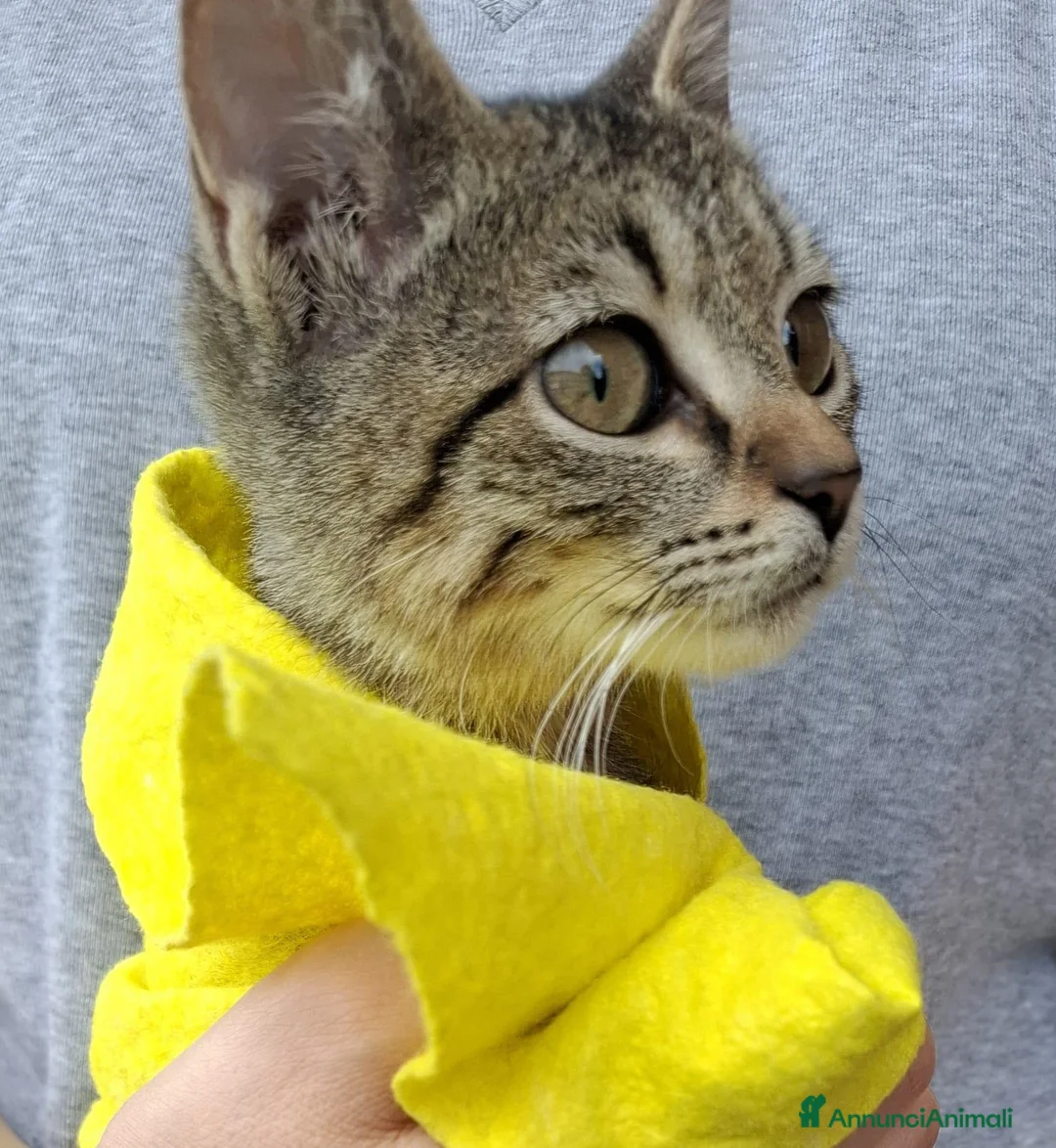 Europeo gatti in regalo: Gattina, aiuto con la sterilizzazione e cibo. a Città metropolitana di Roma Capitale - Annuncio 3