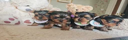 Yorkshire cani in vendita: Cuccioli di Yorkshire Terrier in Ottima Salute - Annuncio 12