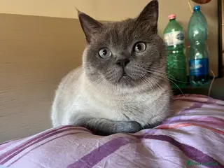 Scottish gatti Scottish straight per accoppiamento - Annuncio 11