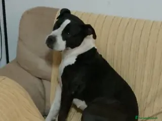 American Staffordshire cani Cuccioli di amstaff - Annuncio 26