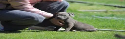Pitbull cani in vendita: Allevamento dispone di cuccioli di Pit Bull - Annuncio 28