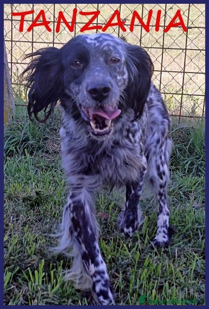 Setter Inglese cani TANZANIA simpatica ed affettuosa 4anni - Annuncio 18