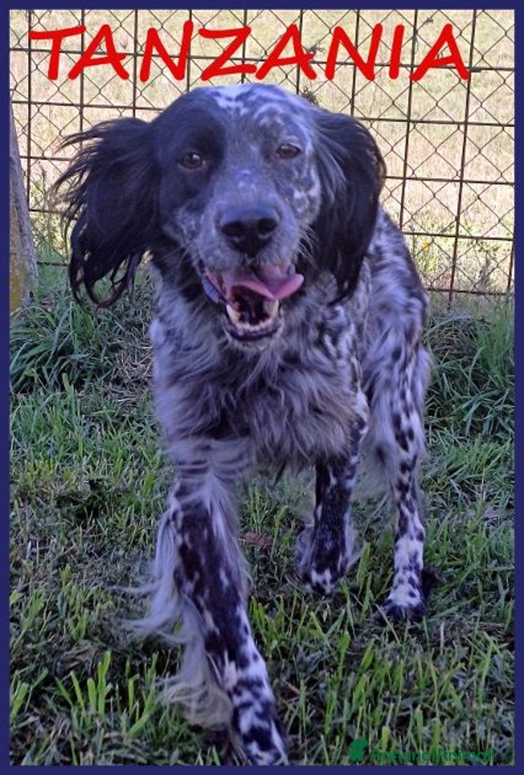 Setter Inglese cani in regalo: TANZANIA simpatica ed affettuosa 4anni - Annuncio 1