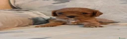 Cavapoo cani in vendita: Cuccioli di Cavapoo - Annuncio 4