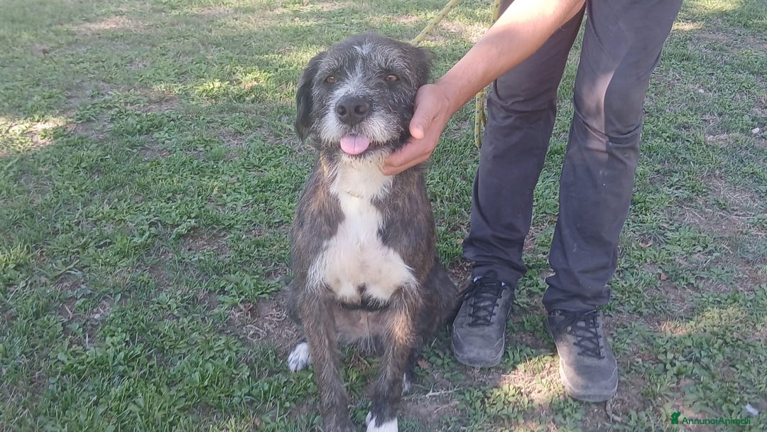 Spinone cani in regalo: SASHA ENNESIMA RINUNCIA DI PROPRIETA, IN ADOZIONE - Annuncio 2