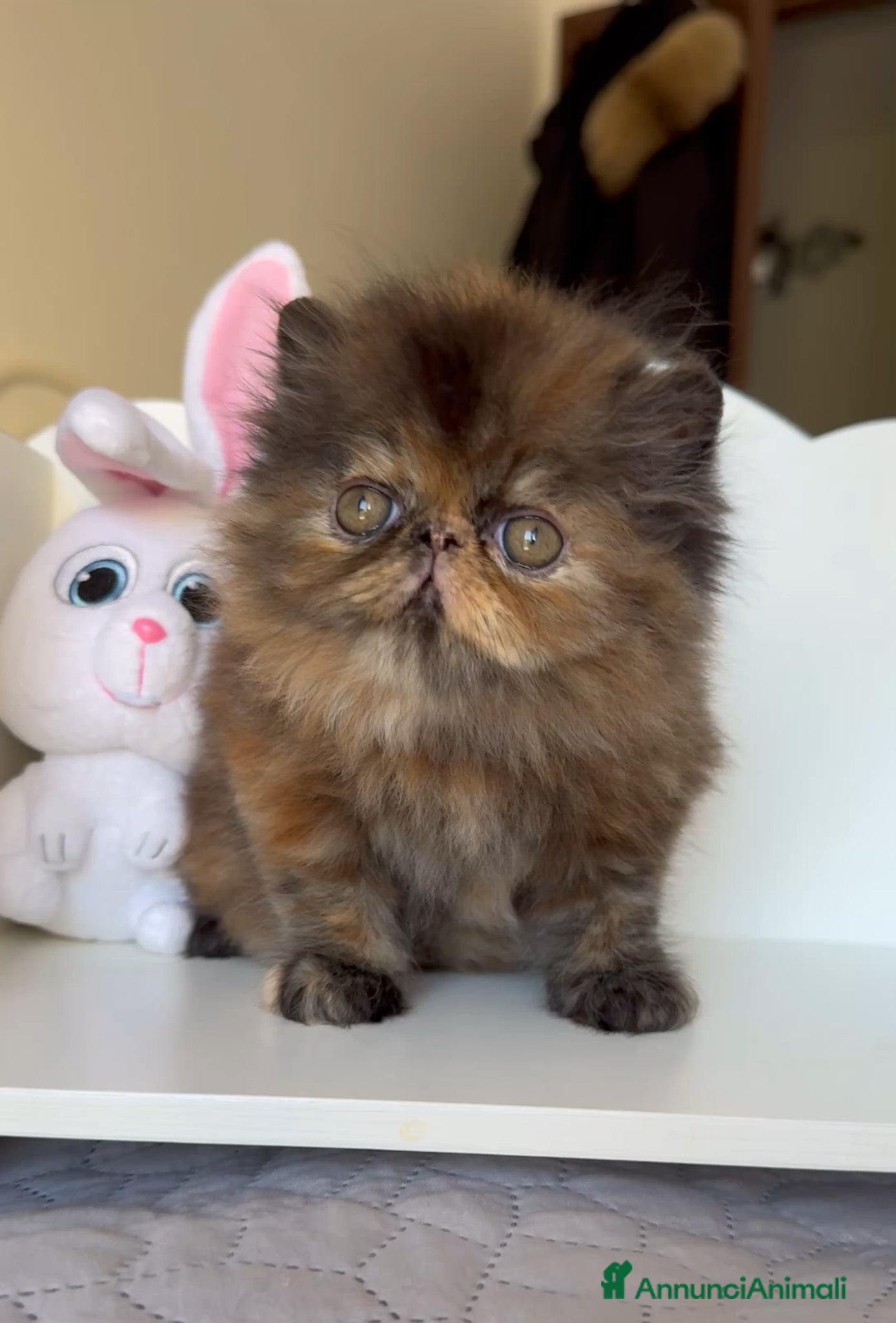 Persiano gatti in vendita: AnnaRita Orchidea - Annuncio 2