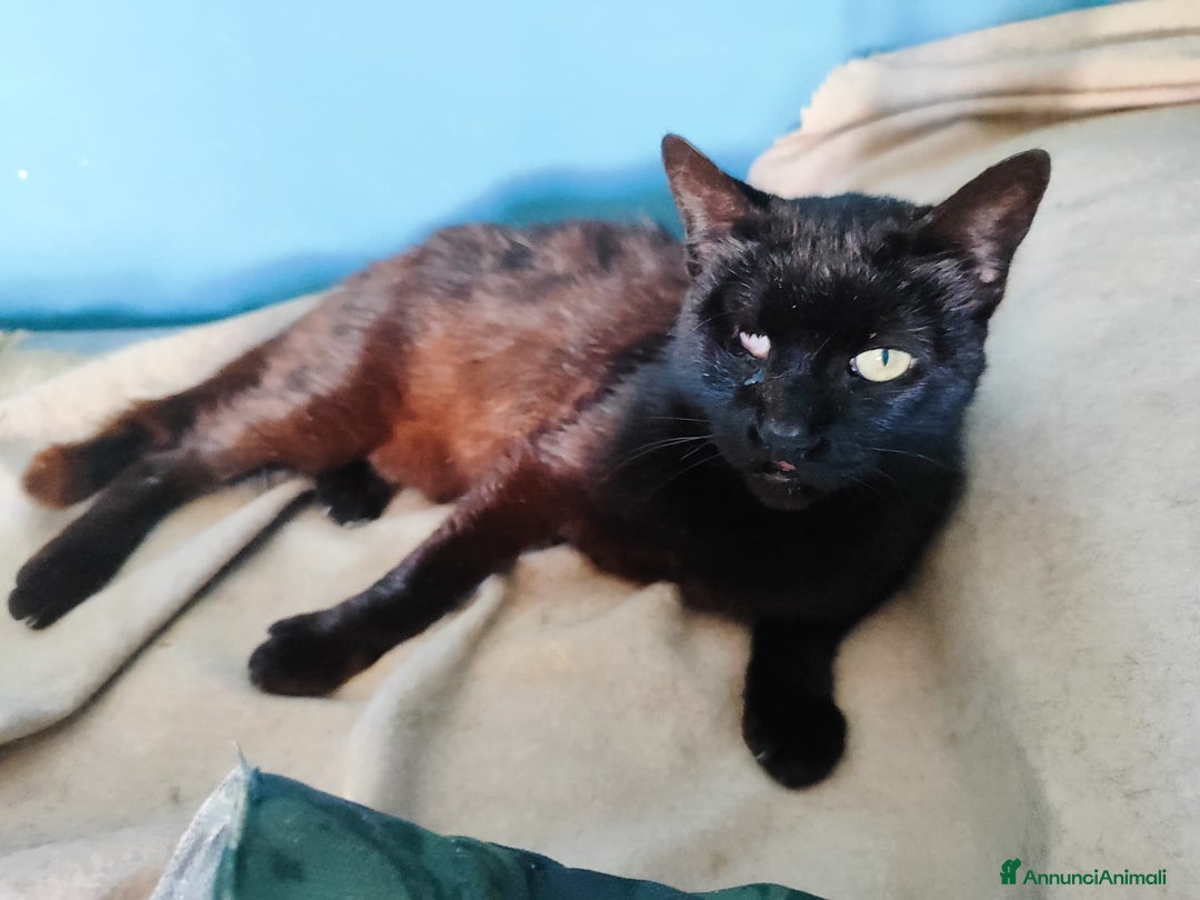 Europeo gatti in regalo: Adozione del cuore per Ciechina - Annuncio 1