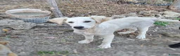 Meticcio cani in regalo: FESA 🩷 sveglia, curiosa e piena di vita - Annuncio 5