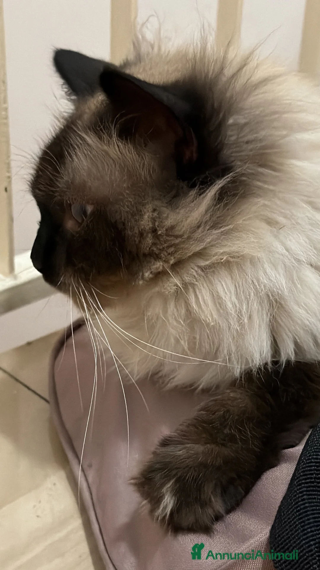 Ragdoll gatti in vendita: Ragdoll - Annuncio 1