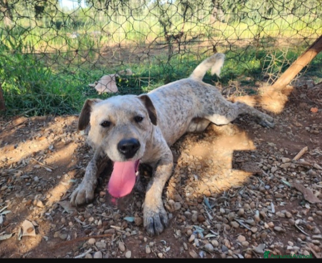 Meticcio cani in regalo: Molossino 2anni mollato 1anno fa..in canile.COSENZ a Città metropolitana di Milano - Annuncio 4