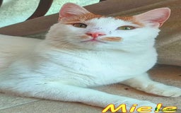 Europeo gatti in regalo: MIELE UN AMORE DI GATTINO SENZA RICHIESTE - Immagine 3