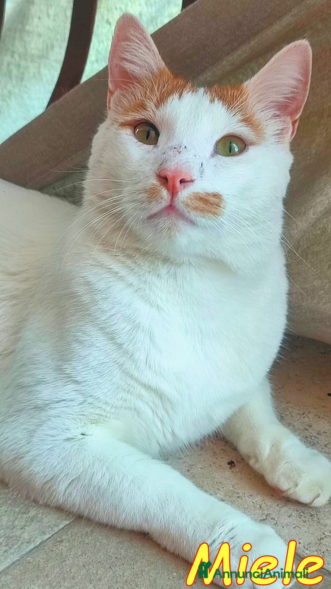 Europeo gatti in regalo: MIELE UN AMORE DI GATTINO SENZA RICHIESTE - Immagine 3