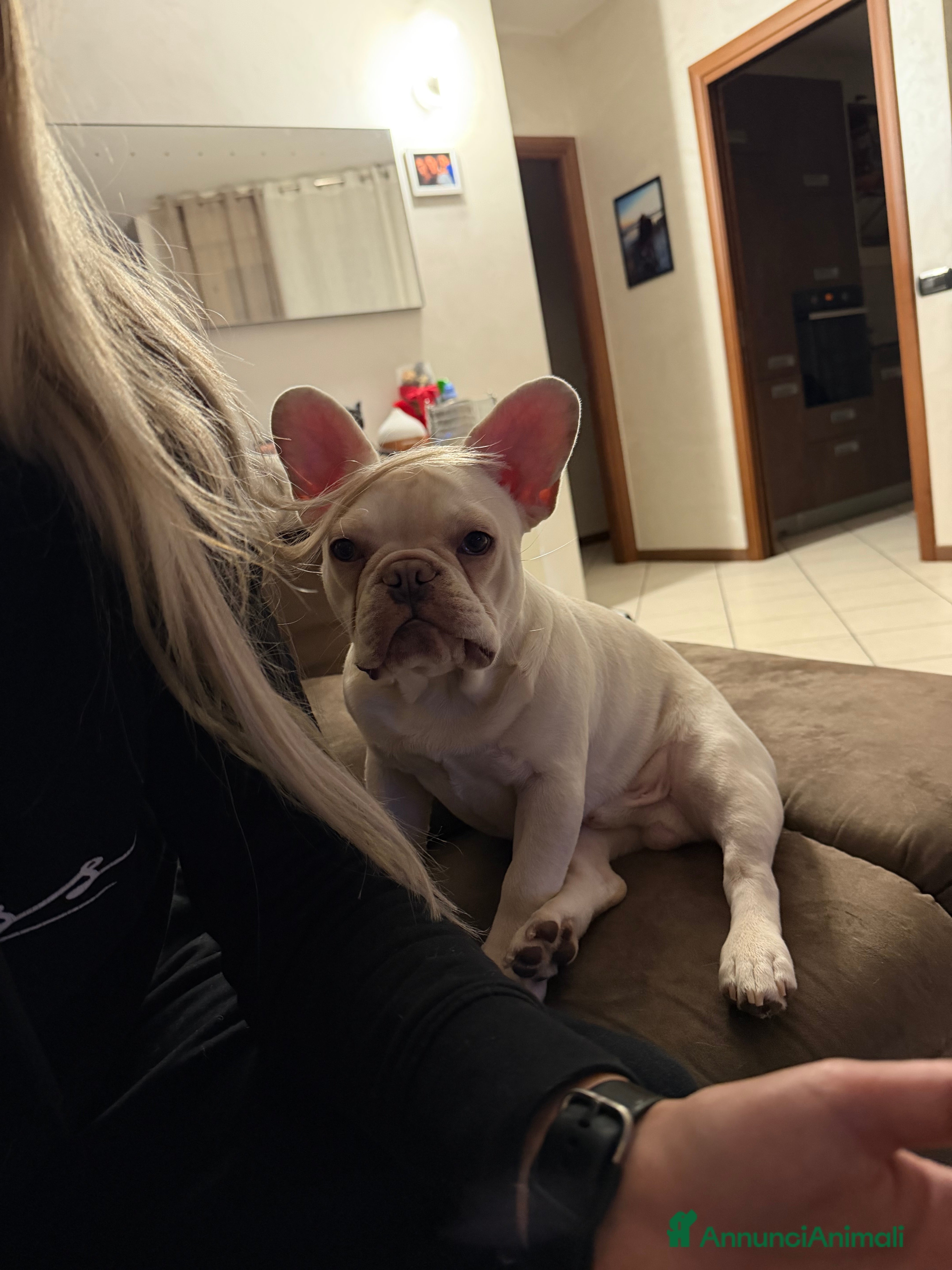 Bulldog Francese cani Bulldog francese  - Annuncio 1