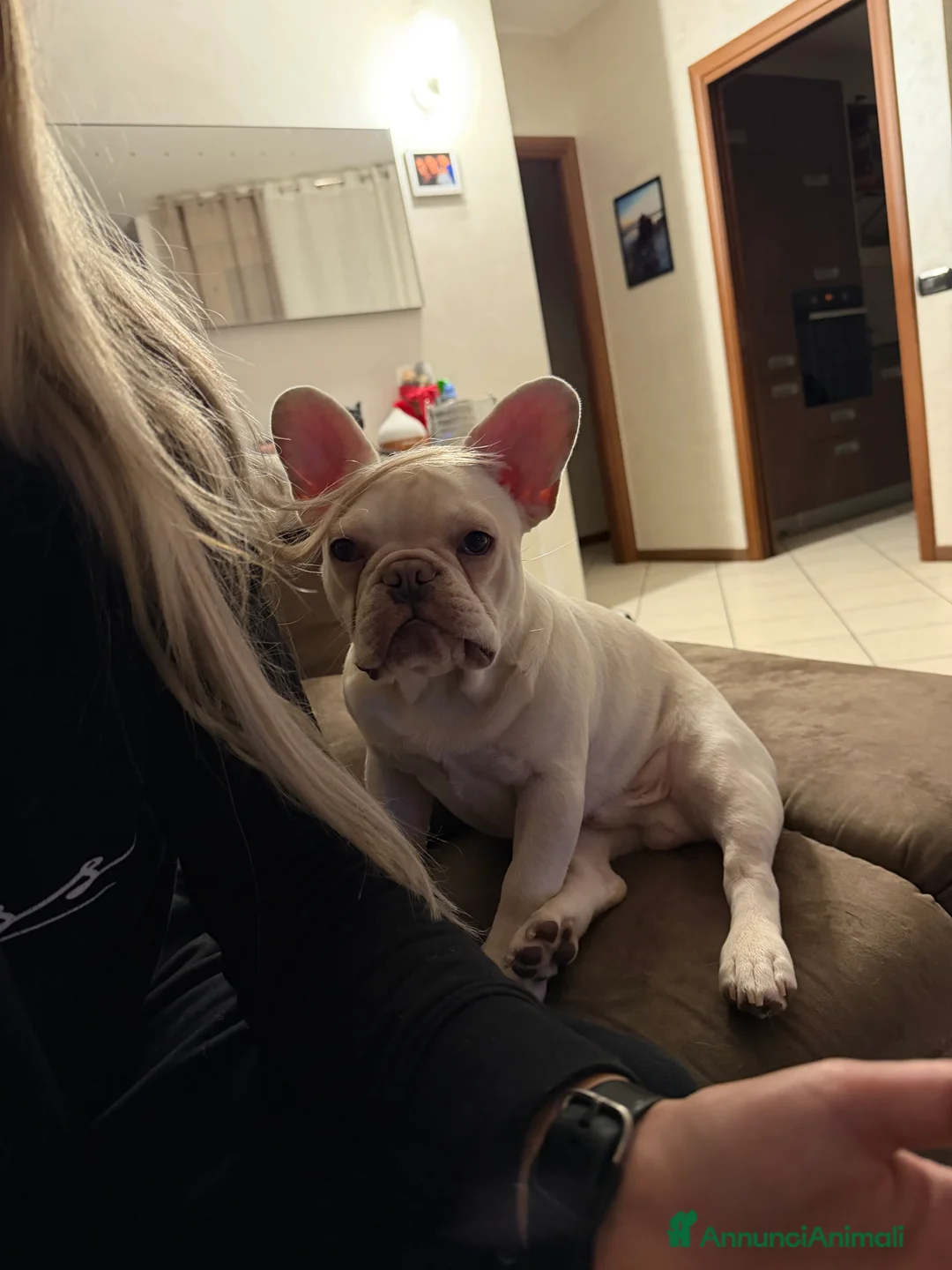 Bulldog Francese cani in vendita: Bulldog francese  - Annuncio 1