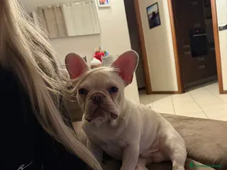 Bulldog Francese cani Bulldog francese - Annuncio 1