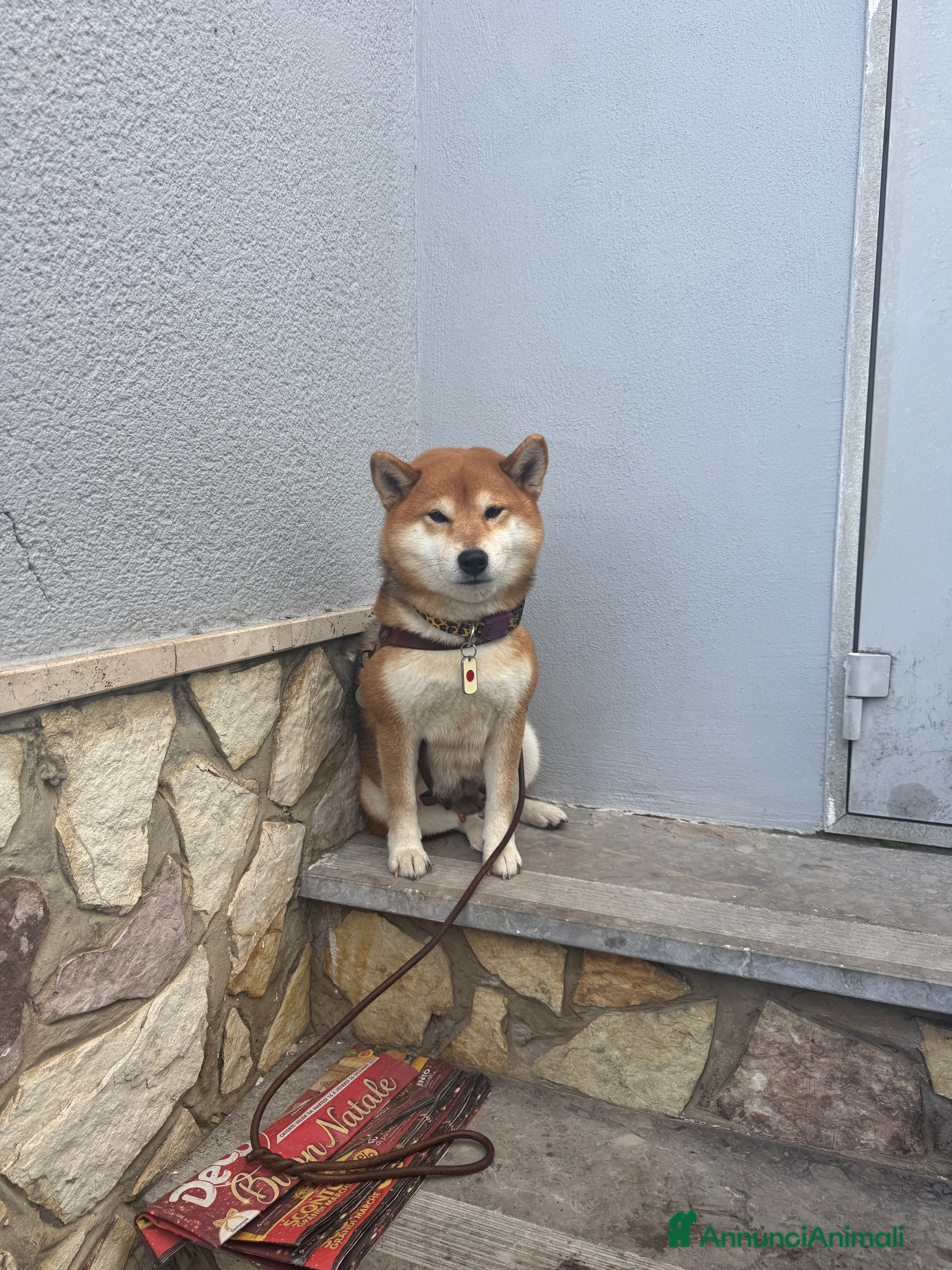 Shiba Inu cani Shiba inu cuccioli con pedigree  - Annuncio 1