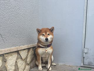 Shiba Inu cani Shiba inu cuccioli con pedigree - Annuncio 1