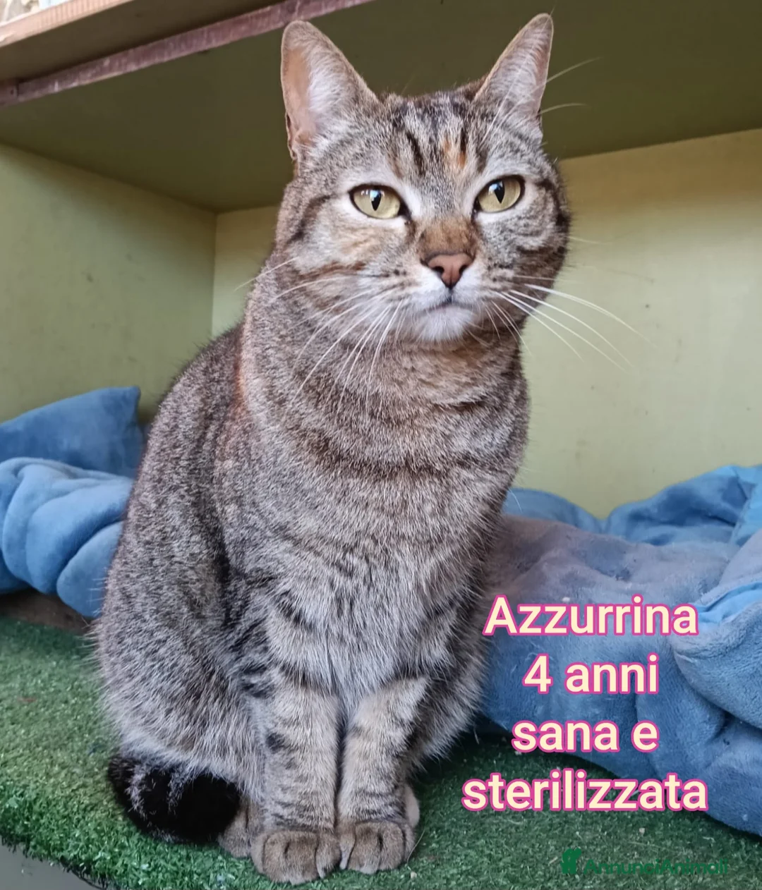 Altre razze gatti in regalo: ADOTTA UN GATTINO! a Provincia di Reggio Emilia - Annuncio 2