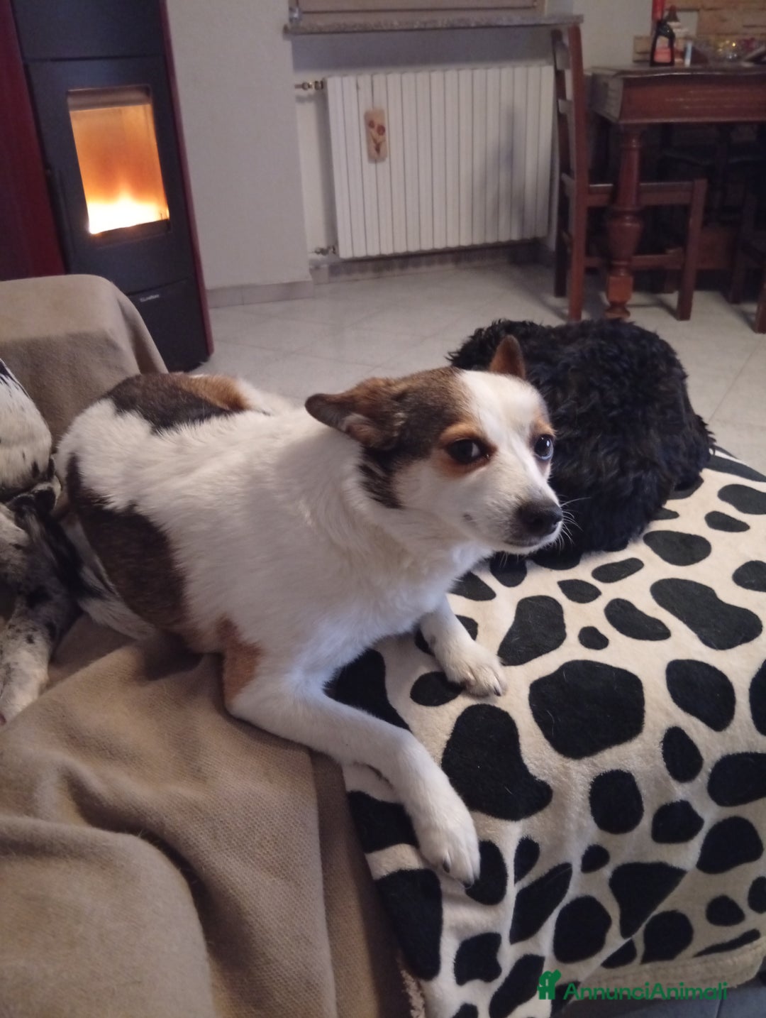 Meticcio cani in regalo: Volpino meticcio - Annuncio 1