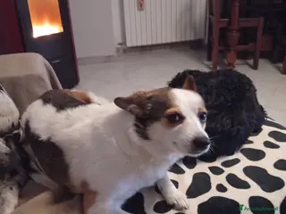 Meticcio cani in regalo: Volpino meticcio - Annuncio 1