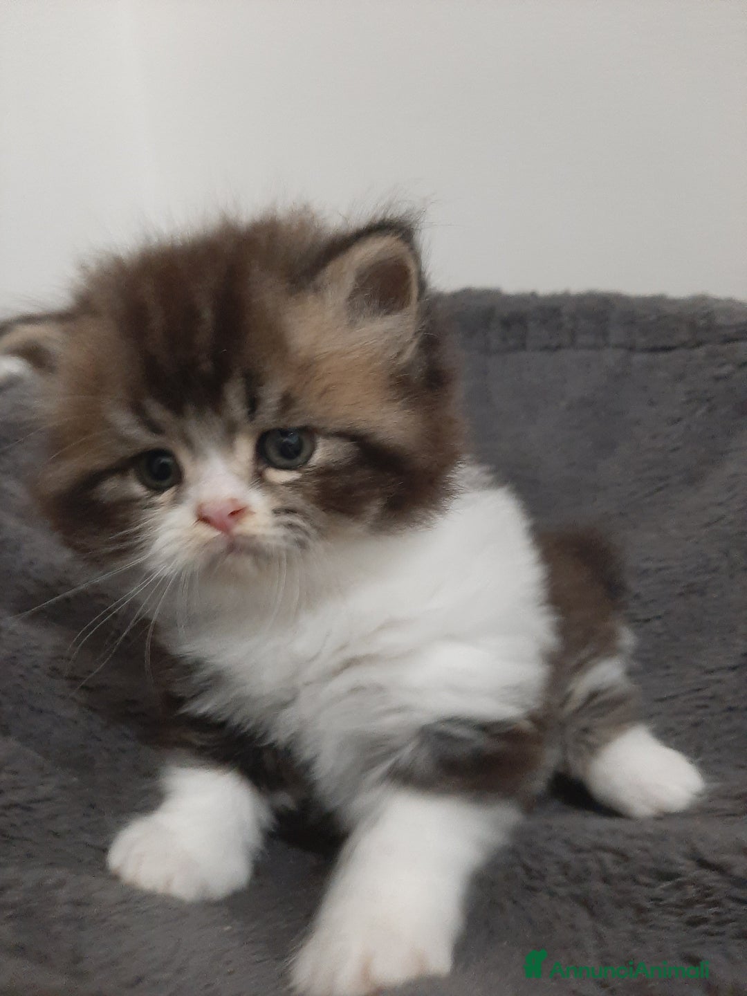 Persiano gatti in vendita: Gattini persiano bicolore a Città metropolitana di Messina - Immagine 8