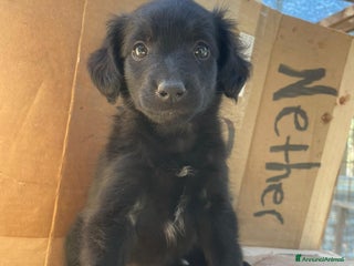 Meticcio cani ZAFFIRO - Annuncio 34