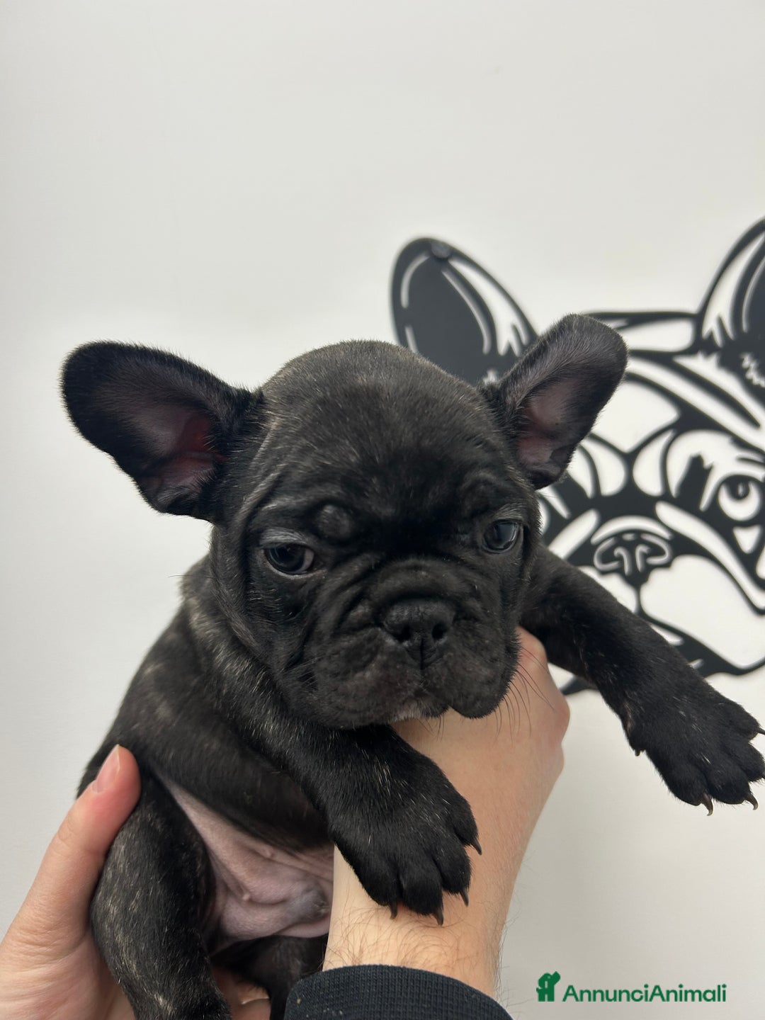 Bulldog Francese cani in vendita: Cuccioli di bulldog francese ❤️ - Annuncio 13