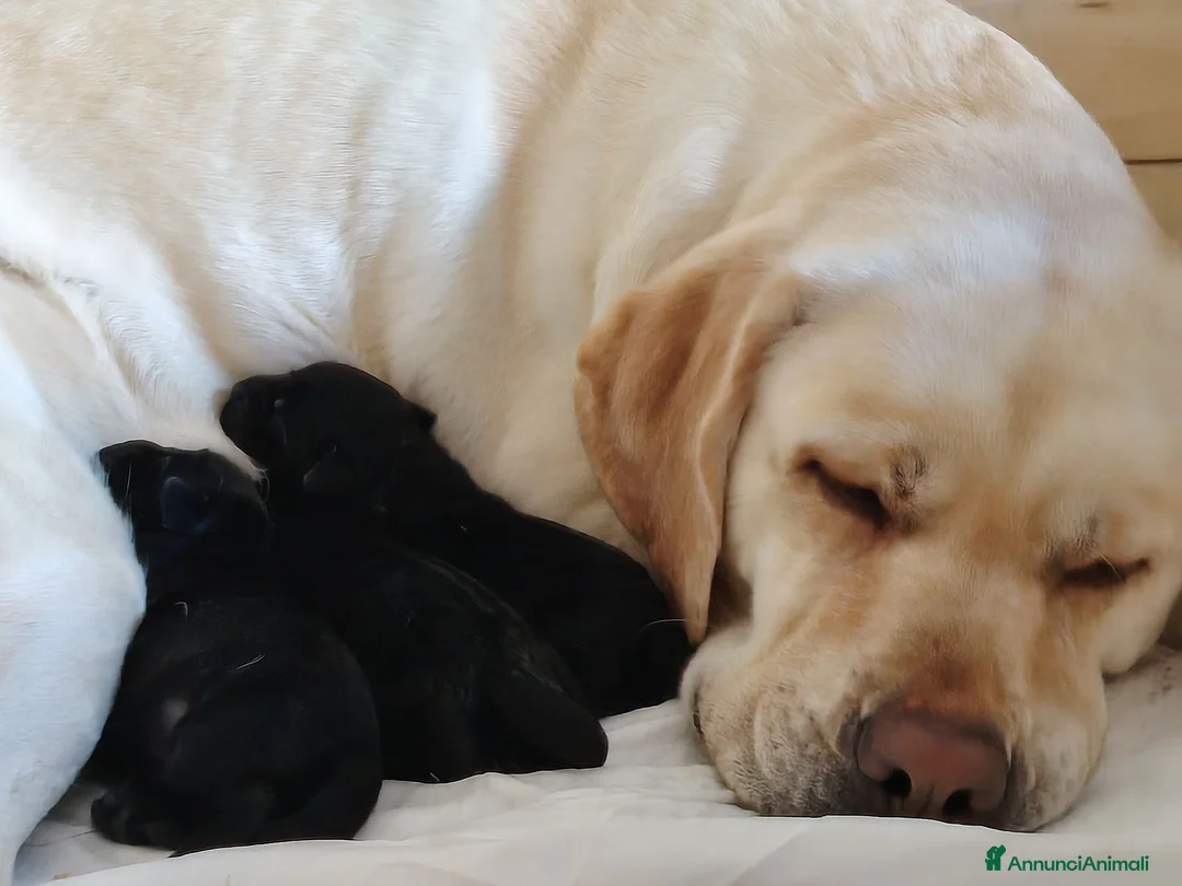 Labrador cani in vendita: Cuccioli di Labrador a Provincia di Parma - Annuncio 2